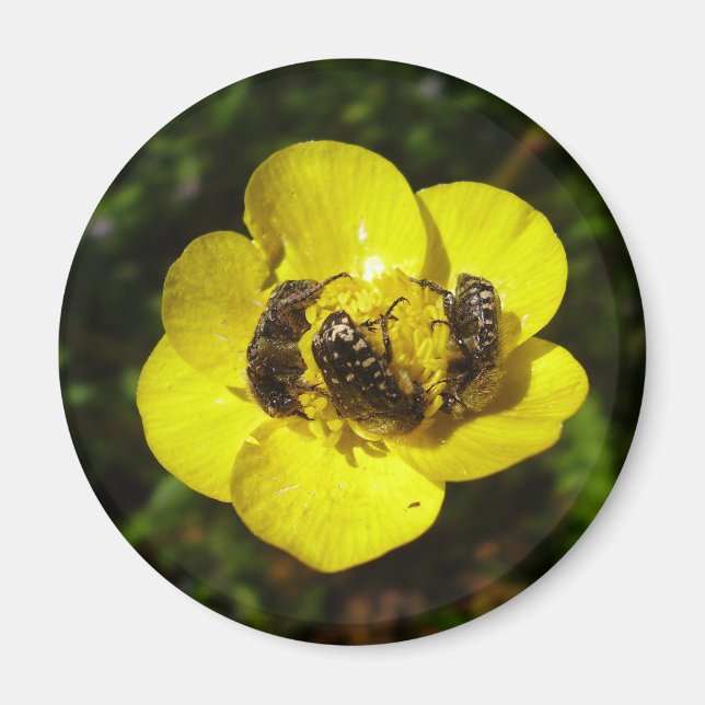 Oxythyrea Funesta Beetles Magnet (Vorne)