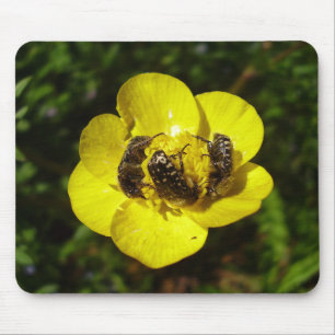 Oxythyrea Funesta Beetles Mouse Mat Mousepad