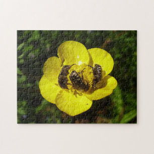 Oxythyrea Funesta Käfer Fotpuzzle und Geschenkboxe