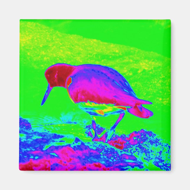 Oyster Catcher Magnet (Vorne)