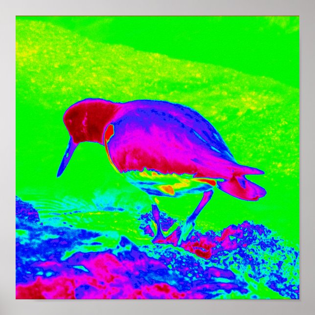 Oyster Catcher Poster (Vorne)