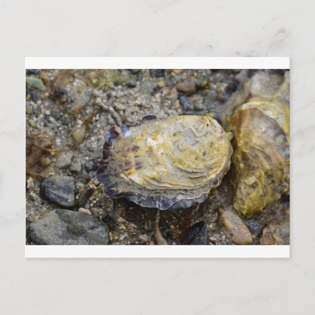 Oyster-Muschel Postkarte (Vorderseite)
