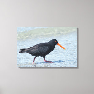 OYSTERCATCHER 16x24 Leinwanddruck