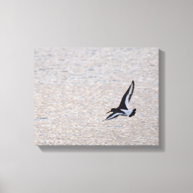 Oystercatcher auf dem Flügel Leinwanddruck (Vorderseite)