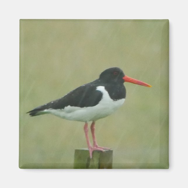 Oystercatcher Magnet (Vorne)