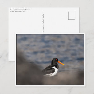 Oystercatcher Nature Foto Postkarte
