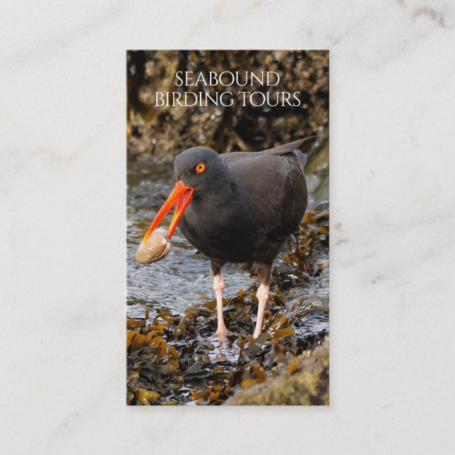 Oystercatcher-Vogelbeobachtung / Naturtouren Visitenkarte (Vorderseite)