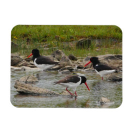 Oystercatchers Magnet