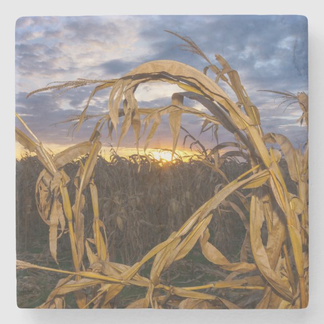 Ozarks Harvest Steinuntersetzer (Vorderseite)