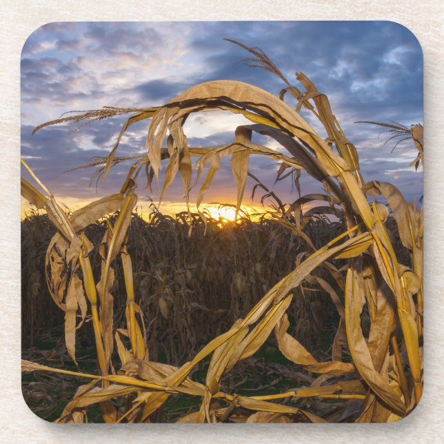 Ozarks Harvest Untersetzer (Vorderseite)