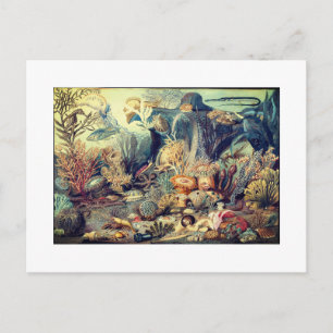 OZEAN LEBEN VINTAGE POSTKARTE