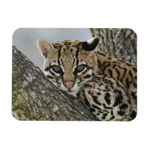 Ozelot, Felis pardalis, in Gefangenschaft, ruhende Magnet