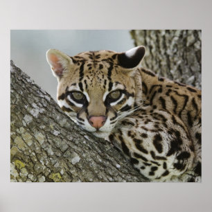 Ozelot, Felis pardalis, in Gefangenschaft, ruhende Poster