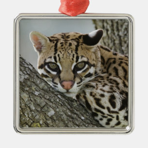 Ozelot, Felis pardalis, in Gefangenschaft, ruhende Silbernes Ornament