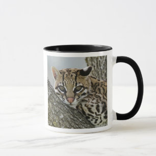 Ozelot, Felis pardalis, in Gefangenschaft, ruhende Tasse