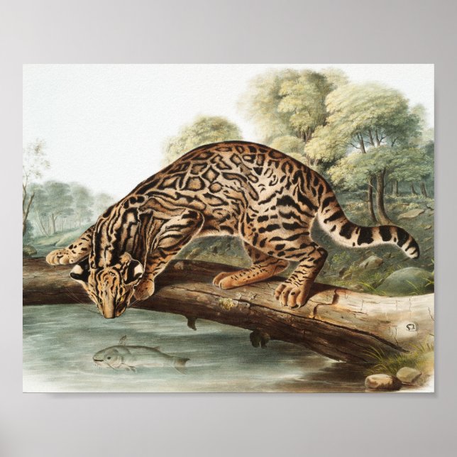 Ozelot, Leopardkatze (Felis pardalis) Illustration Poster (Vorne)
