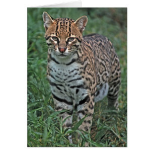 Ozelot (Leopardus pardalis) Mittelamerika