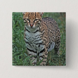 Ozelot (Leopardus pardalis) Mittelamerika Button