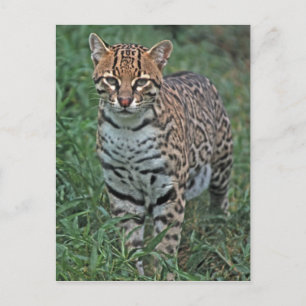 Ozelot Leopardus pardalis) ZENTRALAMERIKA Postkarte