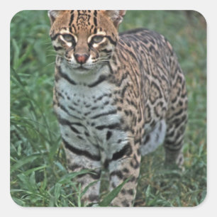 Ozelot Leopardus pardalis) ZENTRALAMERIKA Quadratischer Aufkleber