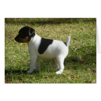 P1010024 Chiot de Rat Terrier