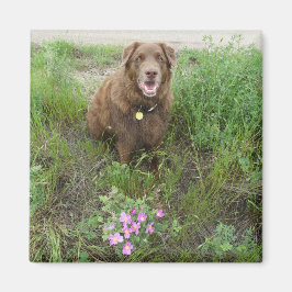 P3 Flatlandersam von Wilden Rose Magnet