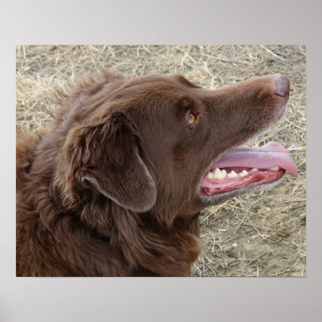 P4 Flatlandersam Profil Poster (Vorne)