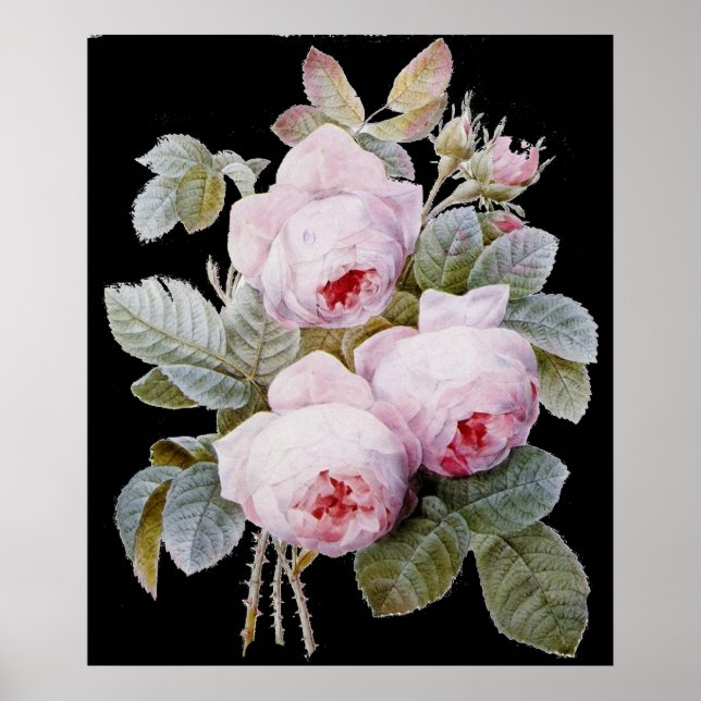 P.J. Redoute Bourbon Rose Bouquet auf Black Poster (Vorne)