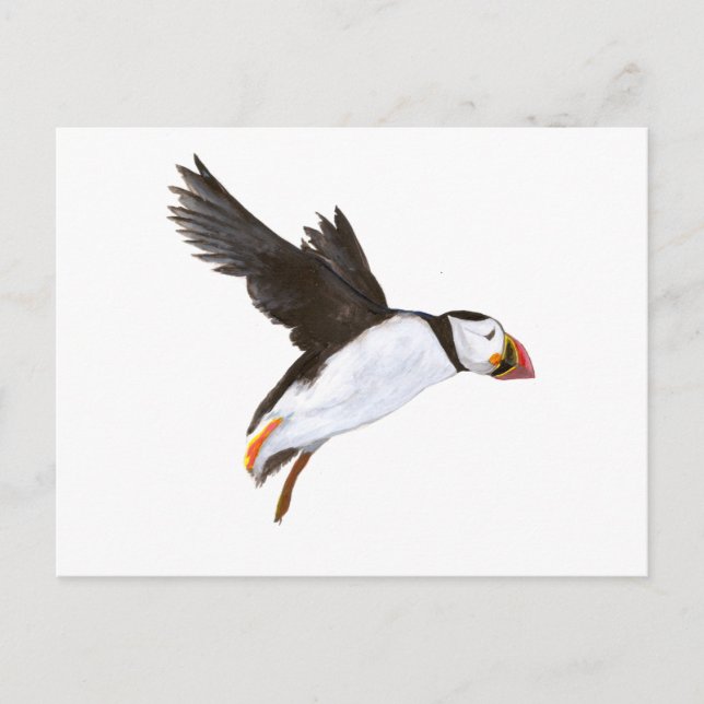 P. Puffin / carte postale (Devant)