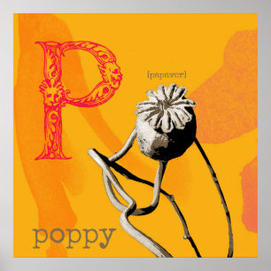 P steht für Poppy Print, Value Poster Paper (Matte
