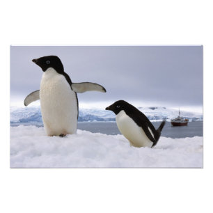 Paar Adelie-Pinguine Antarktika Fotodruck