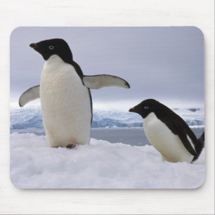 Paar Adelie-Pinguine Antarktika Mousepad