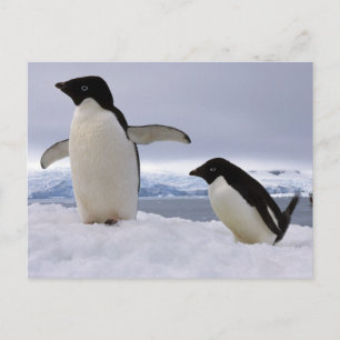 Paar Adelie-Pinguine Antarktika Postkarte