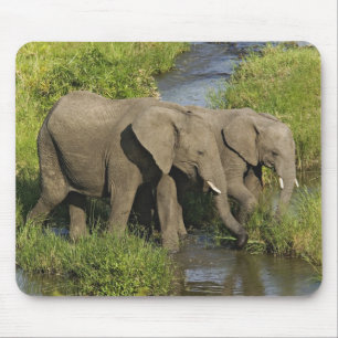 Paar afrikanischer Elefanten Masai Mara Mousepad