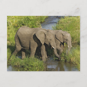 Paar afrikanischer Elefanten Masai Mara Postkarte
