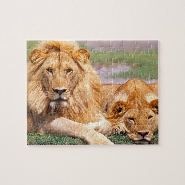Paar Afrikanischer Löwen, Panthera leo, Tansania (Horizontal)