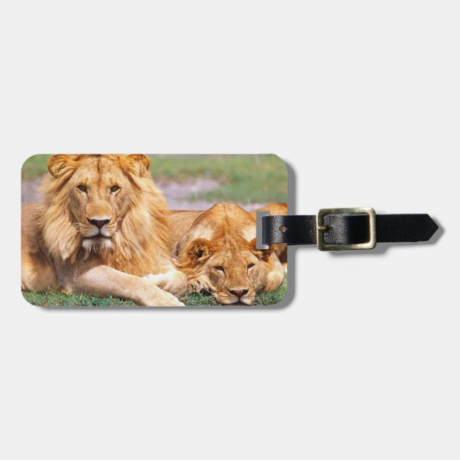 Paar Afrikanischer Löwen, Panthera leo, Tansania Gepäckanhänger (Vorderseite horizontal)