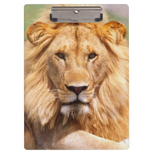 Paar afrikanischer Löwen, Panthera leo, Tansania Klemmbrett