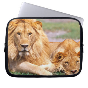 Paar Afrikanischer Löwen, Panthera leo, Tansania Laptopschutzhülle