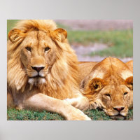 Paar Afrikanischer Löwen, Panthera leo, Tansania