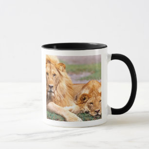 Paar Afrikanischer Löwen, Panthera leo, Tansania Tasse