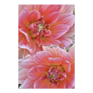 Paar Dahlienblüten, Dahlia spp. , Fotodruck