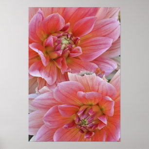 Paar Dahlienblüten, Dahlia spp. , Poster
