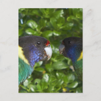 Paar der 28-er Cocky Postkarte