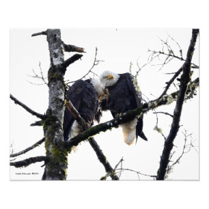 Paar der Adler, die Spaß haben! Fotodruck
