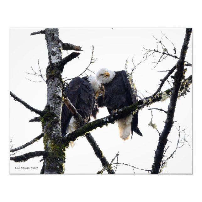 Paar der Adler, die Spaß haben! Fotodruck (Vorne)