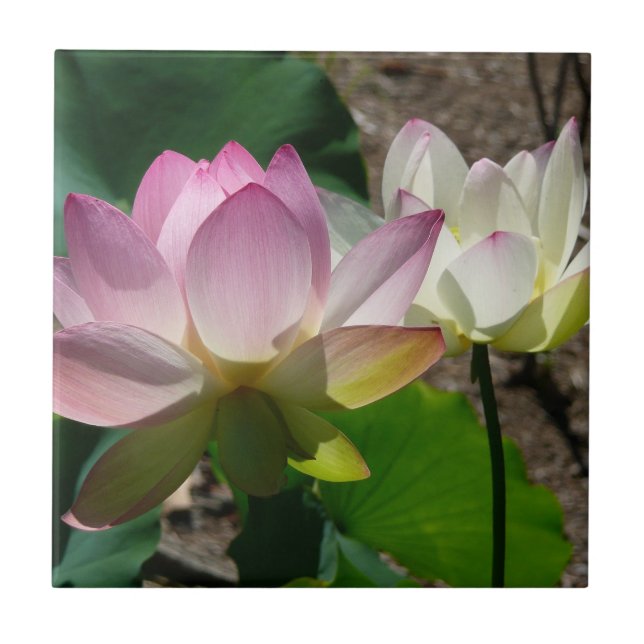Paar der Lotus-Blume I Fliese (Vorderseite)