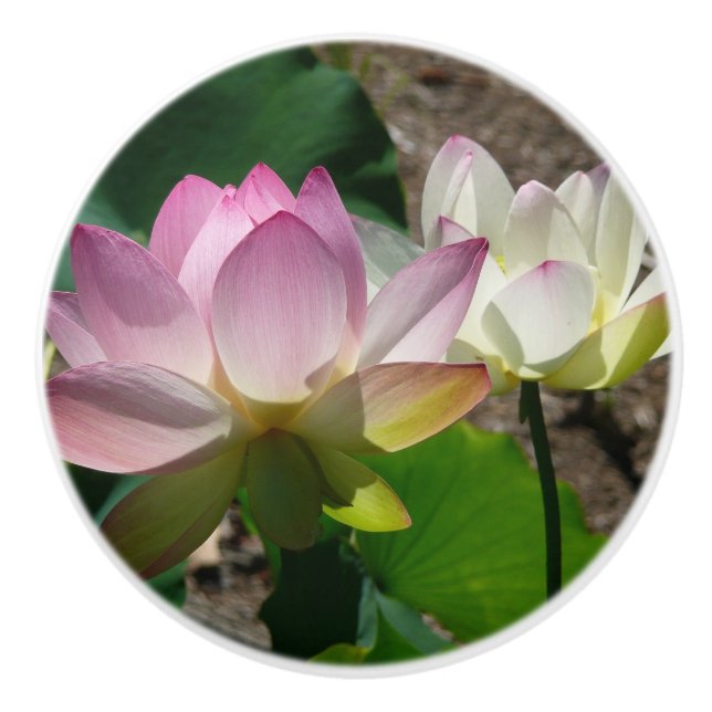 Paar der Lotus-Blume I Keramikknauf (Vorderseite)