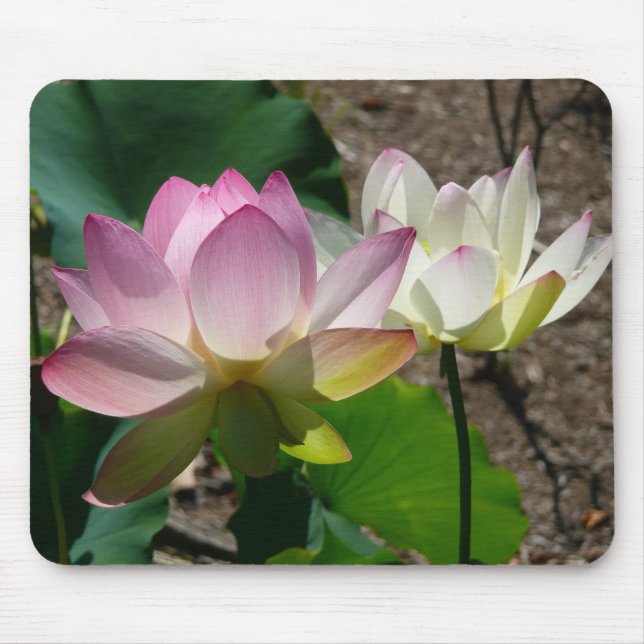 Paar der Lotus-Blume I Mousepad (Vorne)