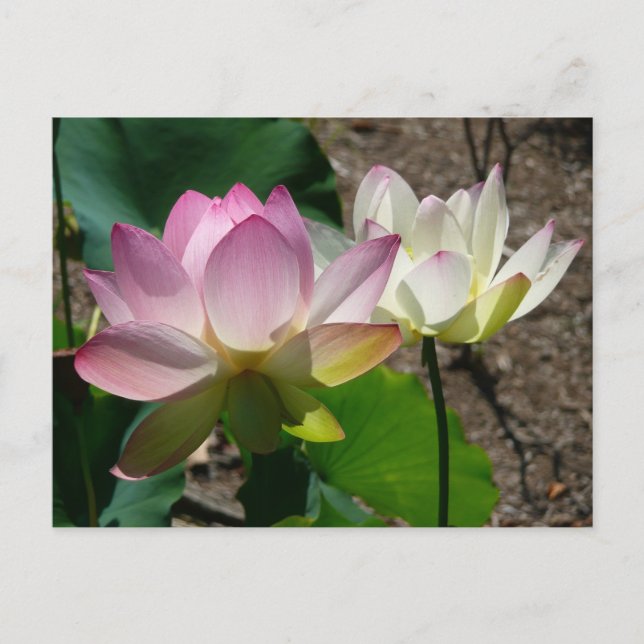 Paar der Lotus-Blume I Postkarte (Vorderseite)
